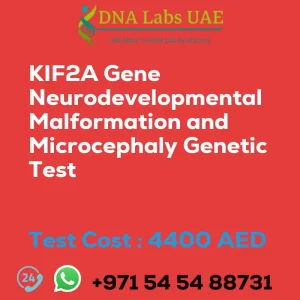 KIF2A Gene Neurodevelopmental Malformation and Microcephaly Genetic Test sale cost 4400 AED