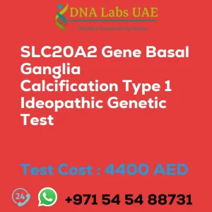 SLC20A2 Gene Basal Ganglia Calcification Type 1 Ideopathic Genetic Test sale cost 4400 AED