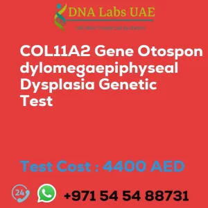 COL11A2 Gene Otospondylomegaepiphyseal Dysplasia Genetic Test sale cost 4400 AED