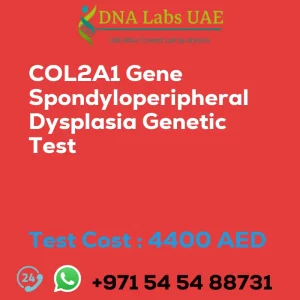 COL2A1 Gene Spondyloperipheral Dysplasia Genetic Test sale cost 4400 AED